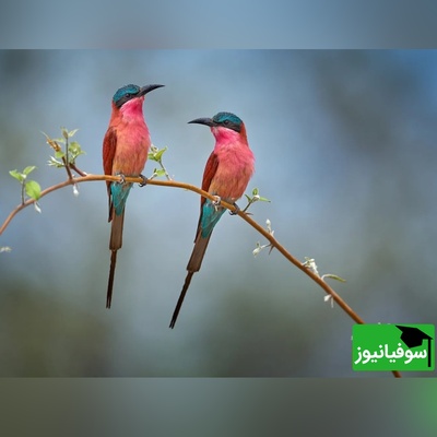 آمار طلاق در میان پرندگان مختلف هم اوج گرفت / از مهاجرت تا ترک معشوق!