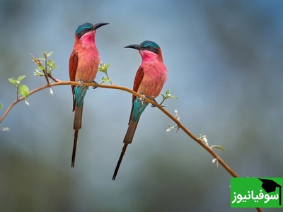 آمار طلاق در میان پرندگان مختلف هم اوج گرفت / از مهاجرت تا ترک معشوق!