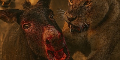 ویدئوی حیات وحش روز؛ این ماجرای راز بقا: نبرد نفسگیر الاغ‌های بخت برگشته و گله‌ی شیرها!