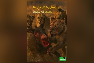 ویدئوی حیات وحش روز؛ این ماجرای راز بقا: نبرد نفسگیر الاغ‌های بخت برگشته و گله‌ی شیرها!