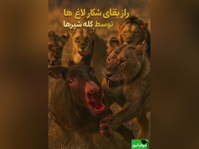 ویدئوی حیات وحش روز؛ این ماجرای راز بقا: نبرد نفسگیر الاغ‌های بخت برگشته و گله‌ی شیرها!