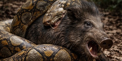 (ویدئو) مستند حیات وحش حیوانات/ حمله مار پایتون به گراز وحشی