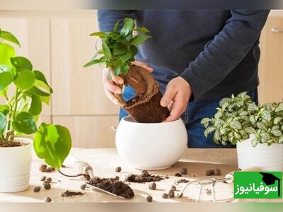 ویدیو/ آموزش اصولی و سادۀ تعویض خاک گلدان
