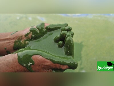 ویدئو/ جلبک‌هایی با خطر مرگ