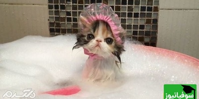 بچه گربه ای که تو حموم از سرپرست خودش قهر کرده😂/ قهر نکن عشق من قهر تو آتیشمه+ ویدیو