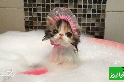 بچه گربه ای که تو حموم از سرپرست خودش قهر کرده😂/ قهر نکن عشق من قهر تو آتیشمه+ ویدیو