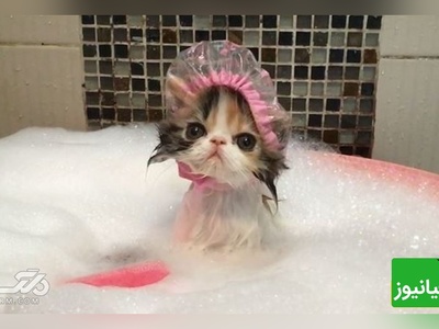 بچه گربه ای که تو حموم از سرپرست خودش قهر کرده😂/ قهر نکن عشق من قهر تو آتیشمه+ ویدیو