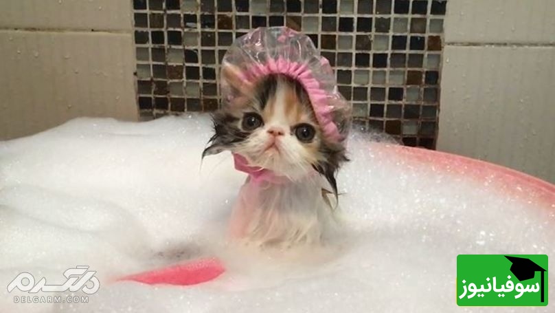 بچه گربه ای که تو حموم از سرپرست خودش قهر کرده😂/ قهر نکن عشق من قهر تو آتیشمه+ ویدیو