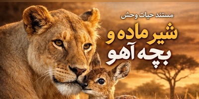 (ویدئو) مستند حیات وحش حیوانات/ ماجرای امروز رازبقا: شیر ماده و بچه آهو