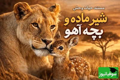 (ویدئو) مستند حیات وحش حیوانات/ ماجرای امروز رازبقا: شیر ماده و بچه آهو