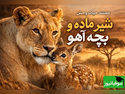 (ویدئو) مستند حیات وحش حیوانات/ ماجرای امروز رازبقا: شیر ماده و بچه آهو