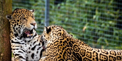 (ویدیو) رهاسازی پلنگ شهمیرزاد در زیستگاه طبیعی/ موفقیت برنامه حفاظت از حیات‌وحش