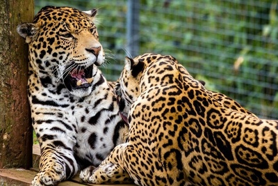 (ویدیو) رهاسازی پلنگ شهمیرزاد در زیستگاه طبیعی/ موفقیت برنامه حفاظت از حیات‌وحش