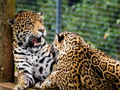 (ویدیو) رهاسازی پلنگ شهمیرزاد در زیستگاه طبیعی/ موفقیت برنامه حفاظت از حیات‌وحش