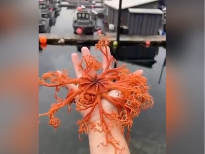 (ویدئو) کشف موجودی عجیب در اعماق اقیانوس/ ترکیبی از ژن مارمولک و هزارپاس