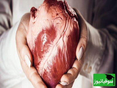 ویدئو / قلب، یک مهندسی بیولوژیکی بی‌نظیر؛ بررسی ساختار مارپیچی و توانایی بازسازی آن