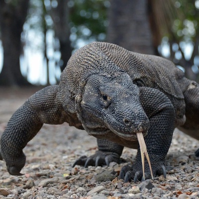 (عکس) دندان‌های تیزتر از تیغ؛ کشف پوشش آهن اکسید بر لبه دندان‌های اژدهای کومودو