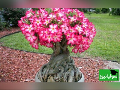 ویدیو/ آموزش نحوۀ کاشت بذر گیاه گوشتی و زینتی آدنیوم در منزل/ چگونه یک بونسای زیبای آدنیوم پرورش دهیم؟