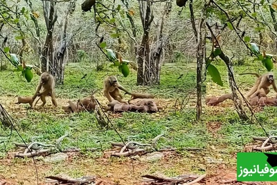 (ویدئو) مستند حیات وحش حیوانات/ راز بقا، این داستان: نبرد دیوانه‌وار بابون با خانواده خدنگ