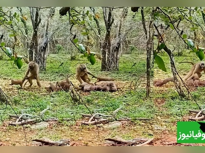 (ویدئو) مستند حیات وحش حیوانات/ راز بقا، این داستان: نبرد دیوانه‌وار بابون با خانواده خدنگ