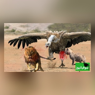 (ویدئو) مستند حیات وحش حیوانات/ راز بقا، این داستان: جدال نفس‌گیر کرکس وحشی و سلطان جنگل، شیر