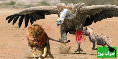 (ویدئو) مستند حیات وحش حیوانات/ راز بقا، این داستان: جدال نفس‌گیر کرکس وحشی و سلطان جنگل، شیر