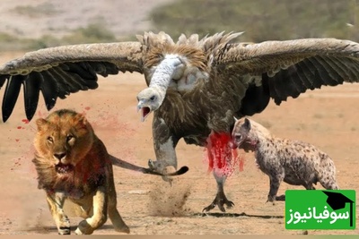 (ویدئو) مستند حیات وحش حیوانات/ راز بقا، این داستان: جدال نفس‌گیر کرکس وحشی و سلطان جنگل، شیر