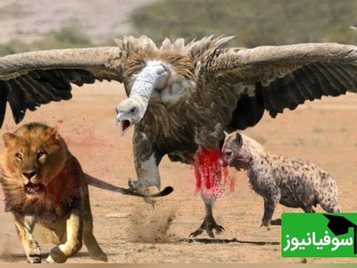 (ویدئو) مستند حیات وحش حیوانات/ راز بقا، این داستان: جدال نفس‌گیر کرکس وحشی و سلطان جنگل، شیر