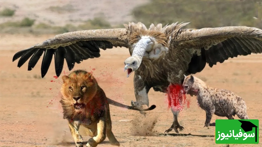 (ویدئو) مستند حیات وحش حیوانات/ راز بقا، این داستان: جدال نفس‌گیر کرکس وحشی و سلطان جنگل، شیر