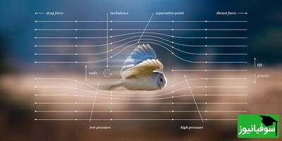 ویدیو/ نینجاهای بی‌صدا چگونه پرواز می‌کنند؟/ نمایش مکانیسم پرواز جغد و مهندسی عملکرد بال‌ها