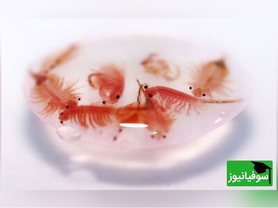 (ویدئو) راز بقای دریاچه ارومیه در دست آرتمیا؛ موجودی کوچک اما با ارزشی میلیاردی!